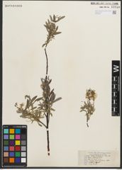 Foto von Salix petiolaris Sm.